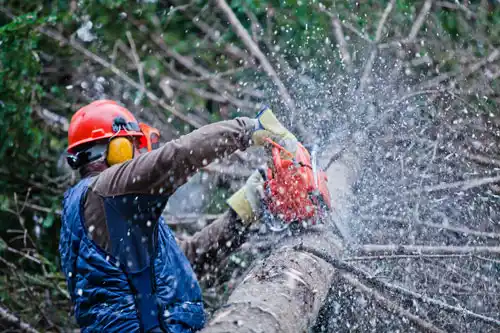 professional-lumberjack-cutting-a-big-tree-in-the-2021-08-26-15-42-08-utc